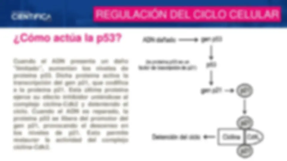 pf28