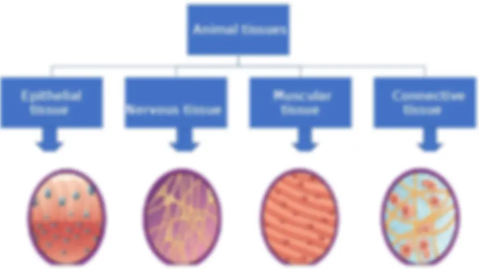Animal Tissues: Classification and Comparison - High School Biology ...