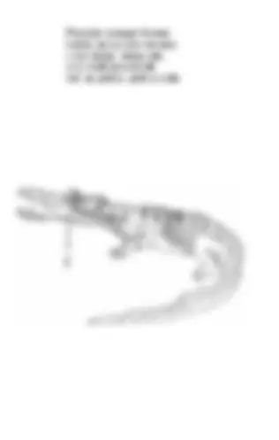 pf19