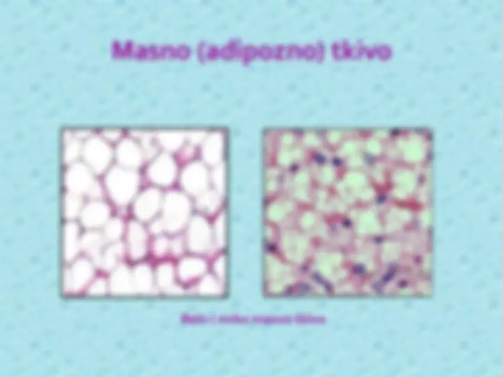 pf31