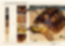 pf8