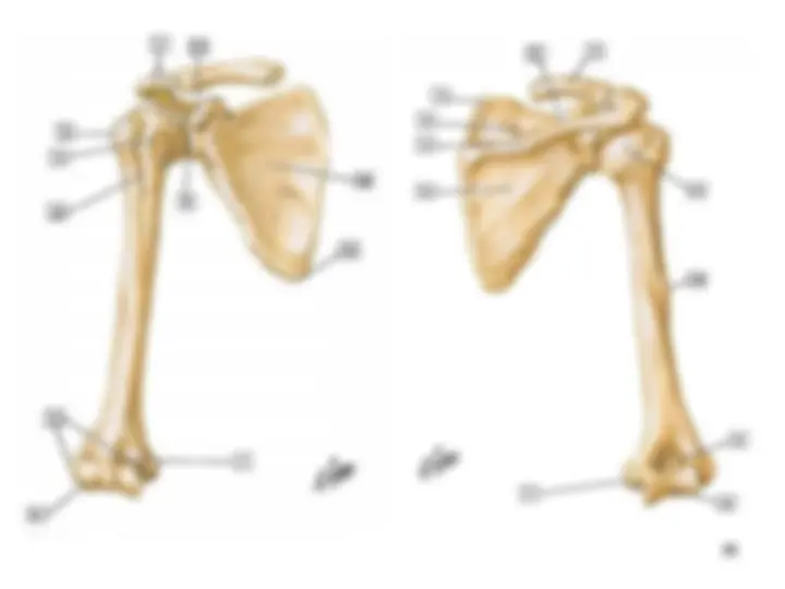 pf23