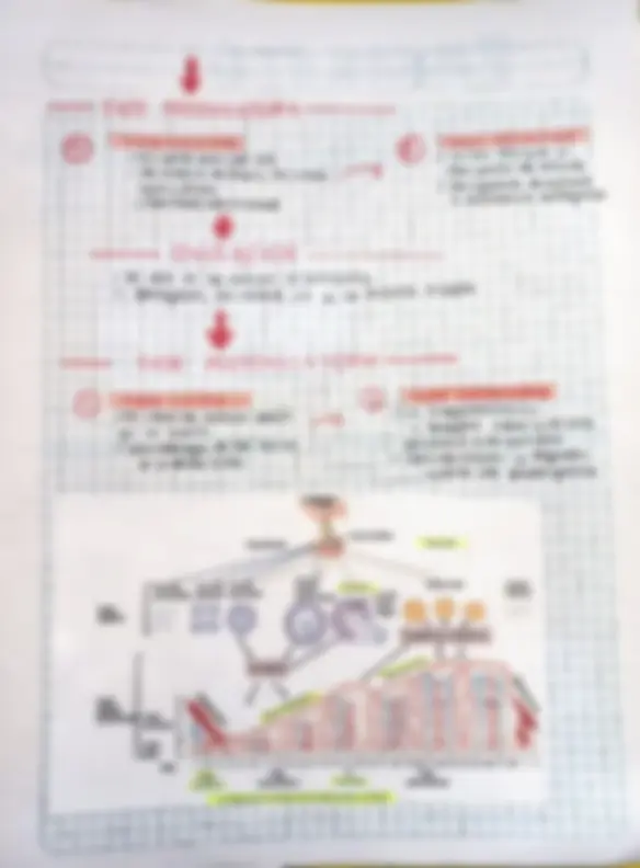 pf31