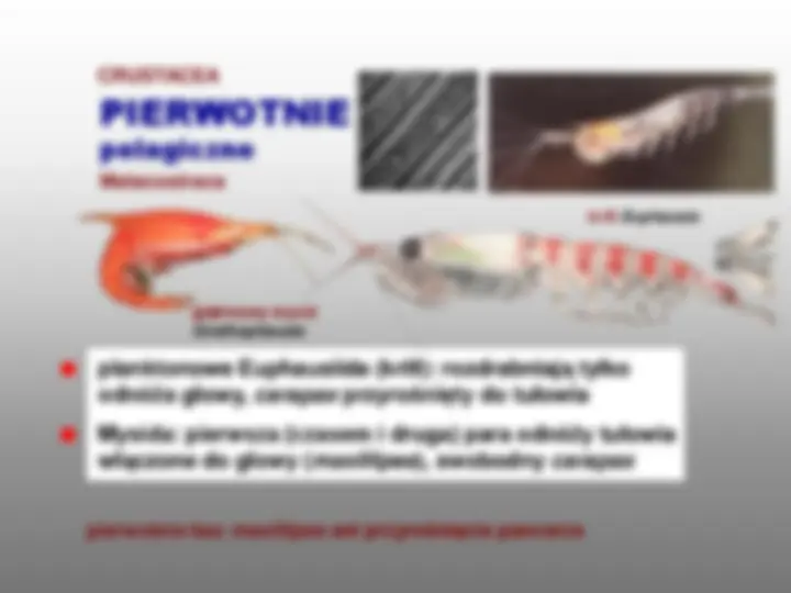 pf18