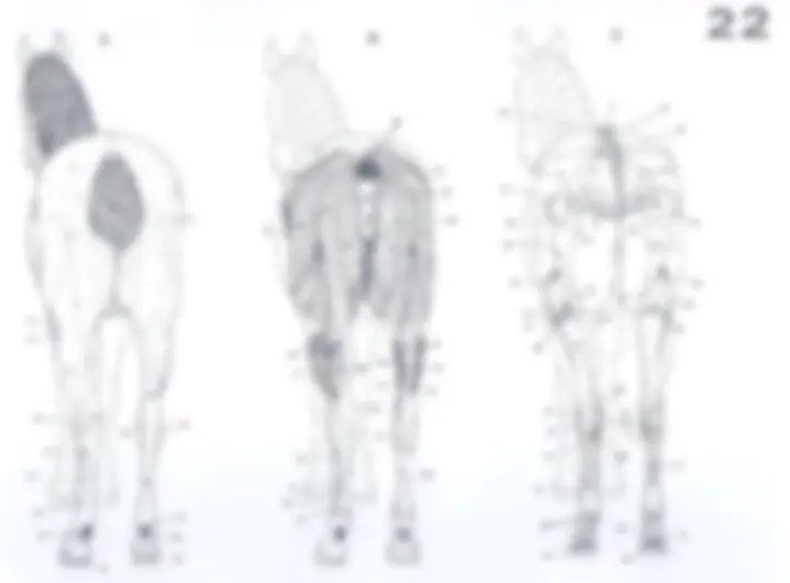 pf44