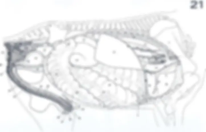 pf42
