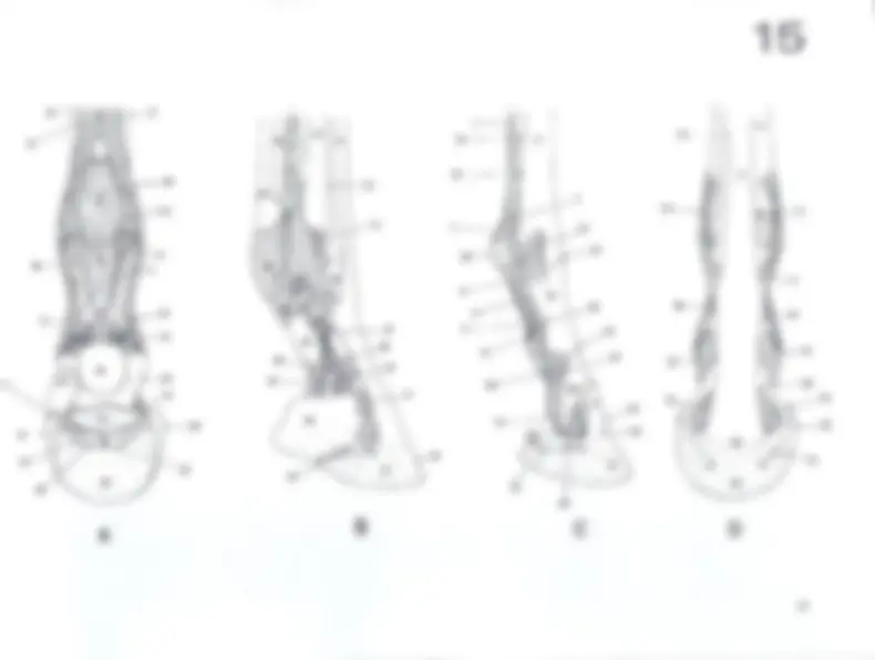 pf33