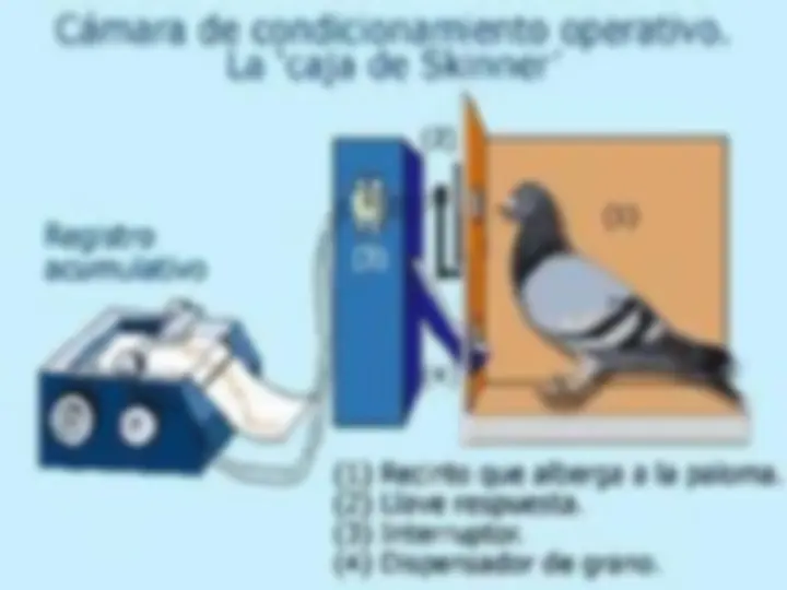 pf25