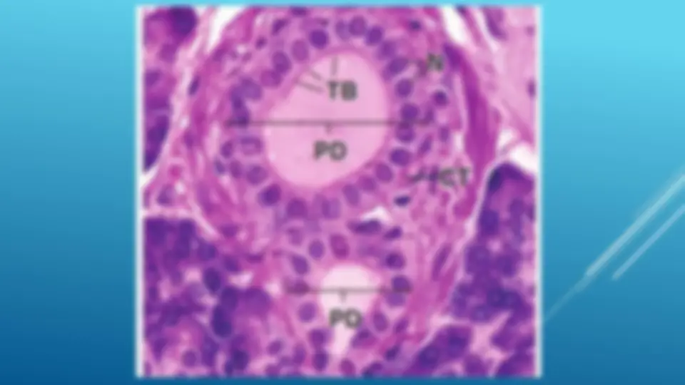 pf8