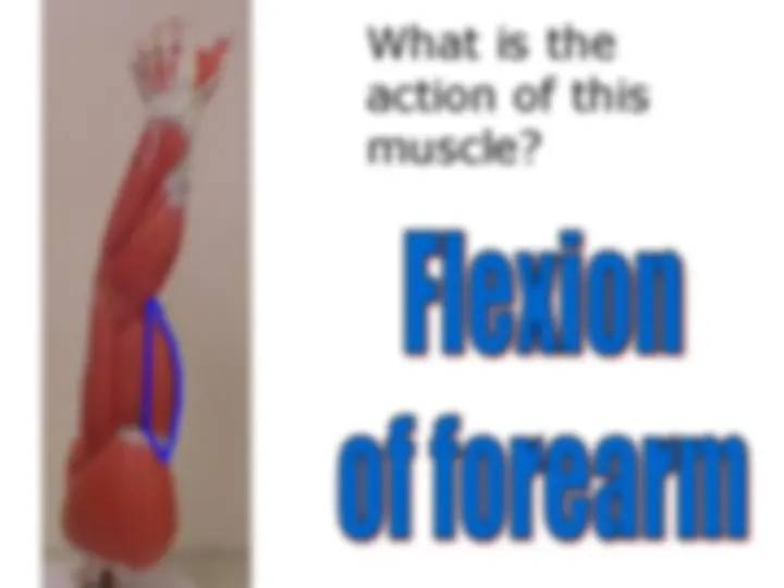 pf1d