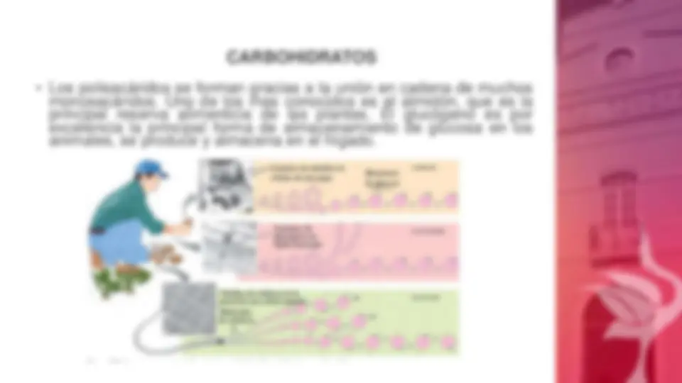 pf8