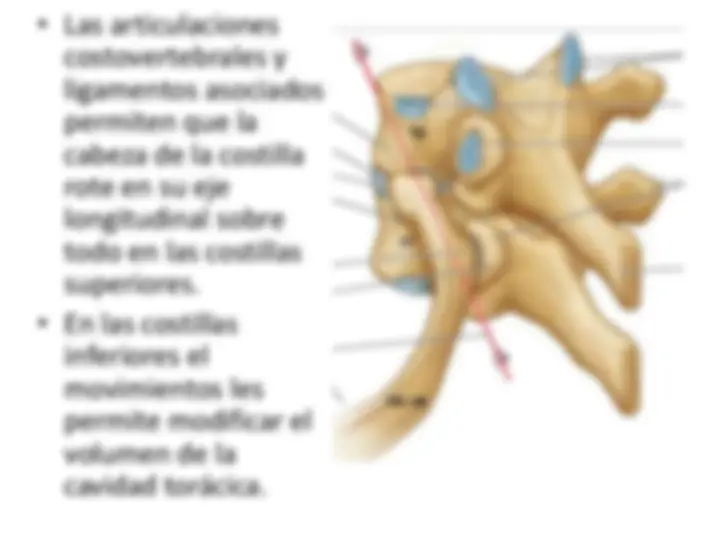 pf26