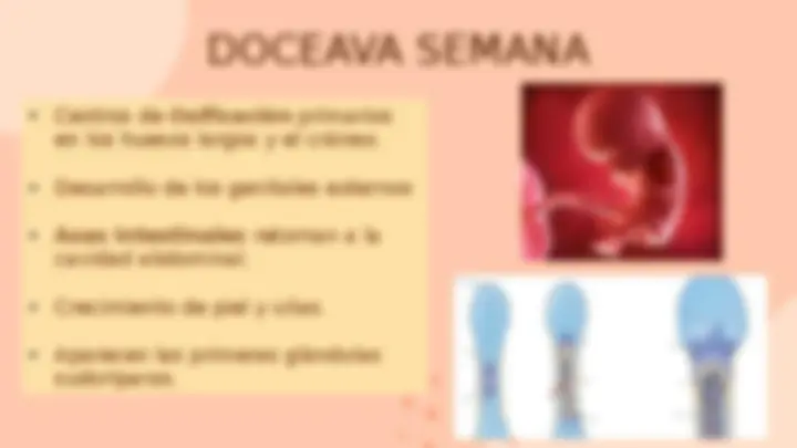 pf24