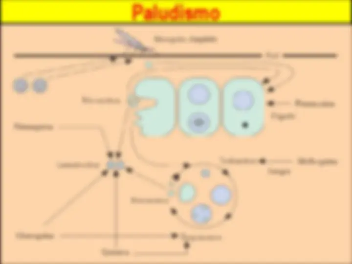 pf26
