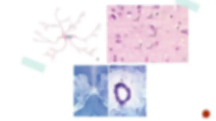 pf26