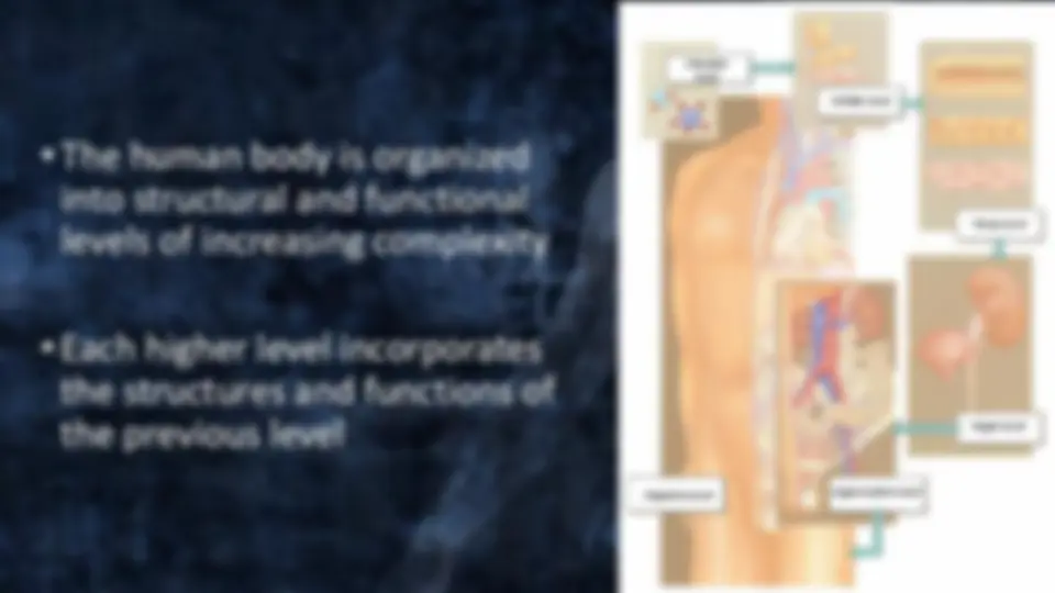 The human body is organized into structural and functional | Study ...