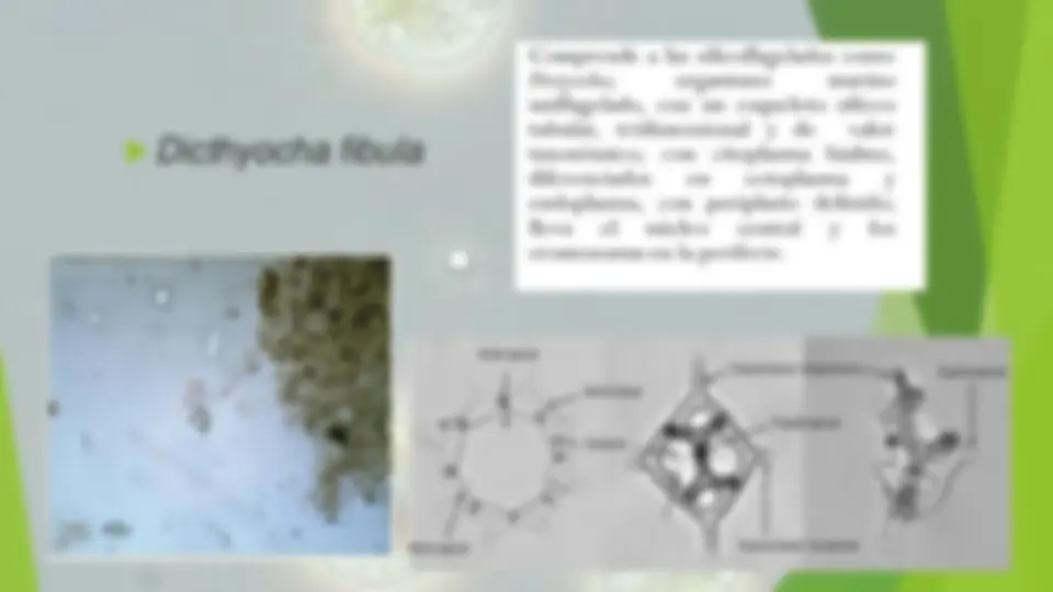 pf1b