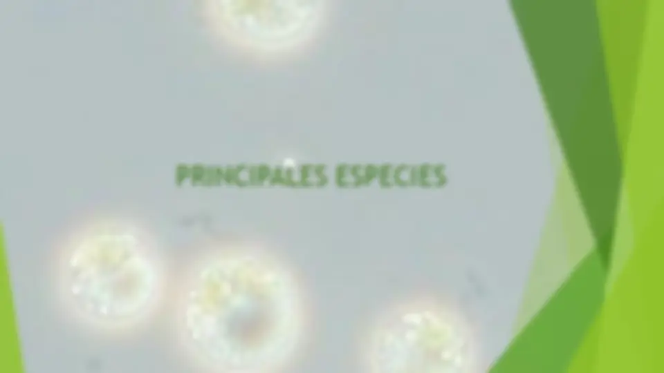 pf1a