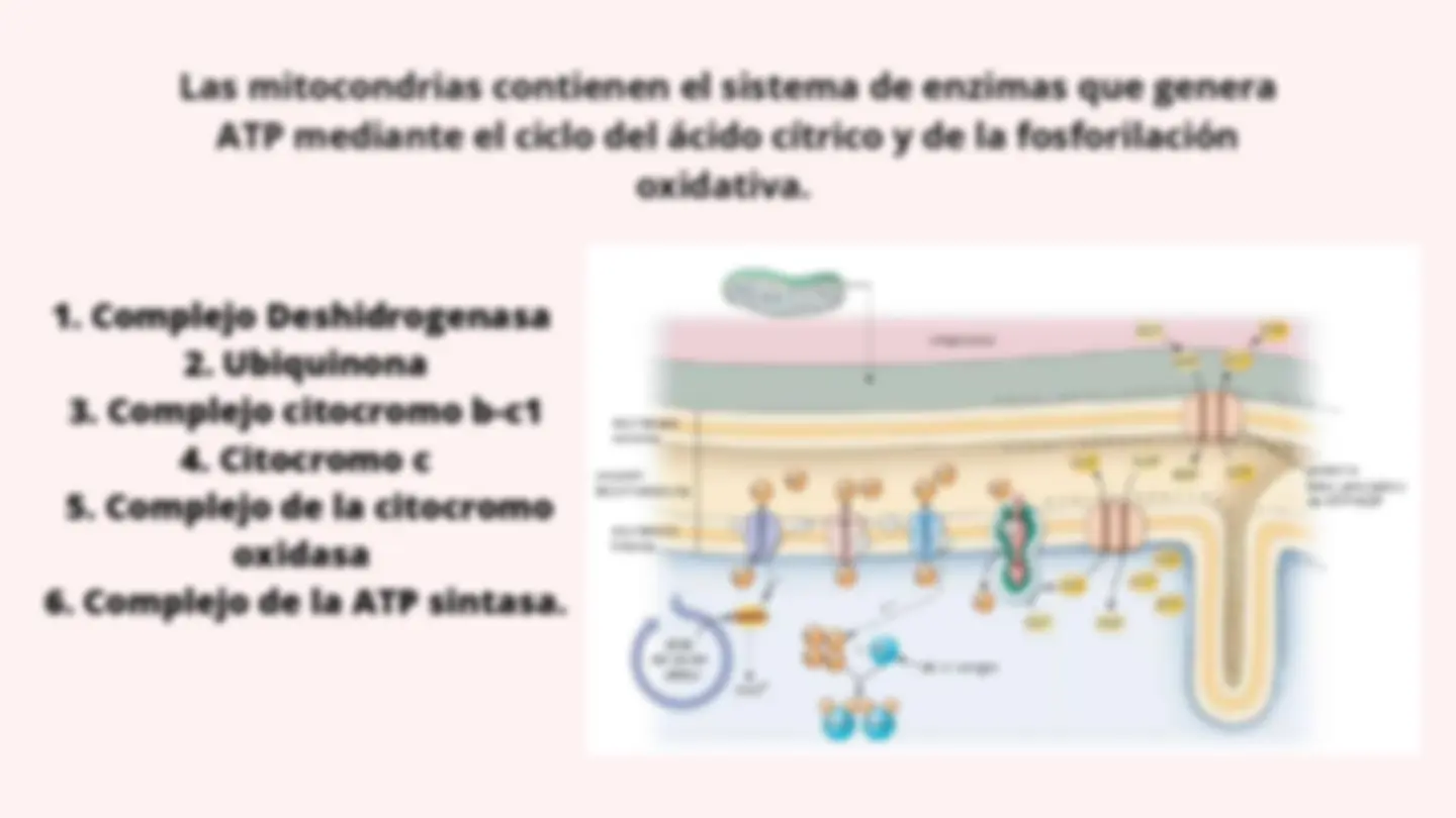 pf1b