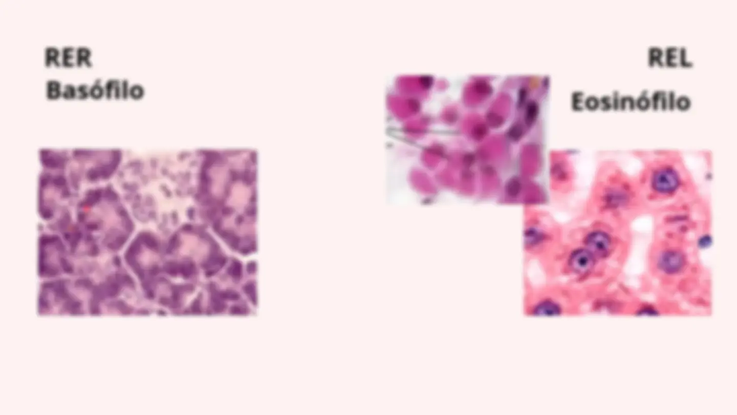 pf13