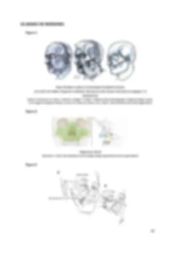 fosa infratemporal, anatomia humana | Resúmenes de Anatomía | Docsity