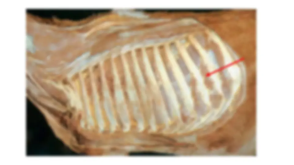 pf19