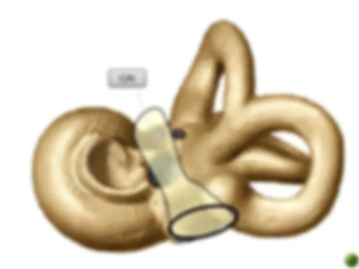 pf31