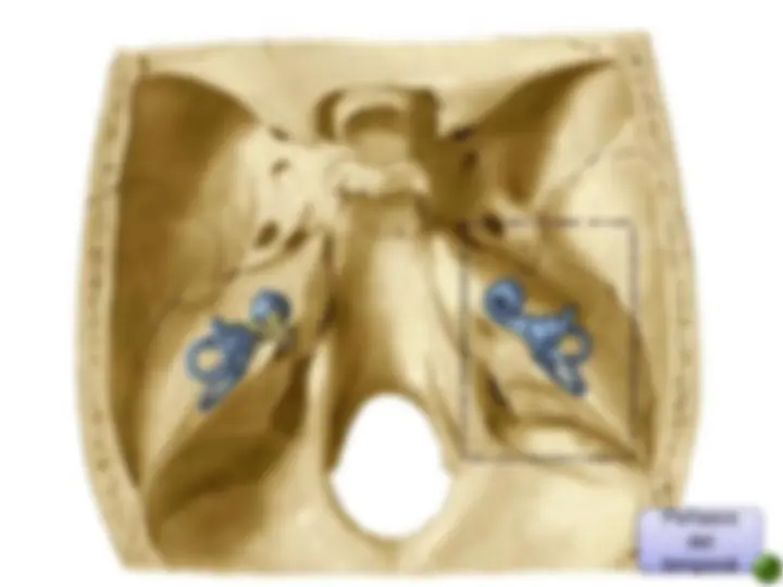 pf28