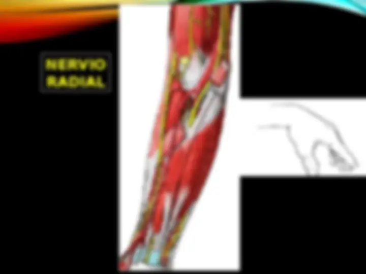 pf55