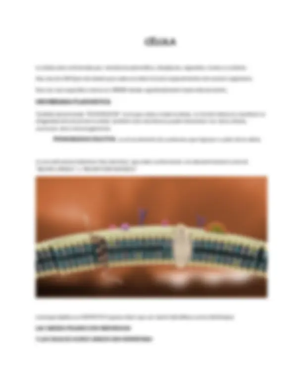 Histología 1 de Gartner resumen Resúmenes de Histología Docsity