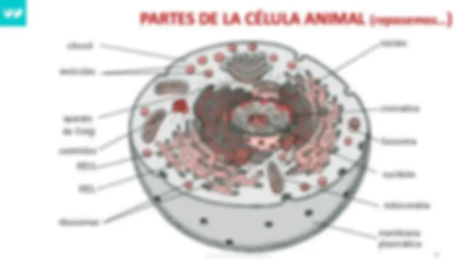 pf16