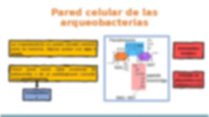 Estructura de la Pared Celular Bacteriana: Gram Negativas y ...