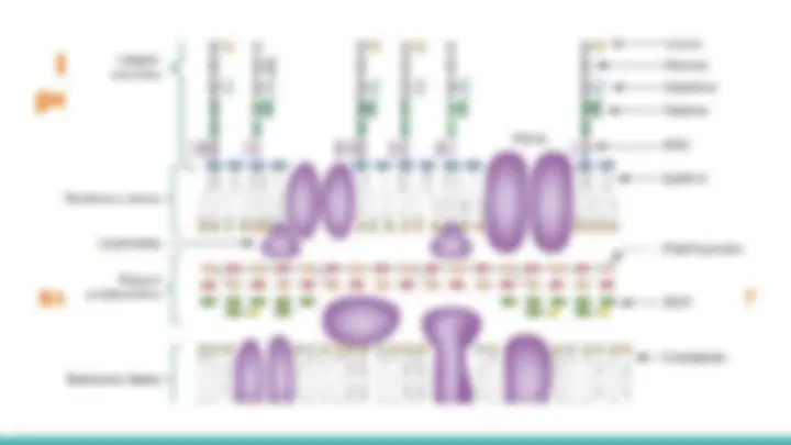 Estructura de la Pared Celular Bacteriana: Gram Negativas y ...