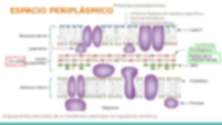 Estructura de la Pared Celular Bacteriana: Gram Negativas y ...