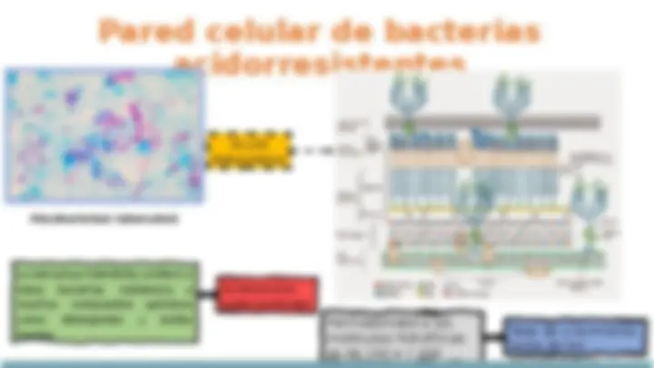 Estructura de la Pared Celular Bacteriana: Gram Negativas y ...