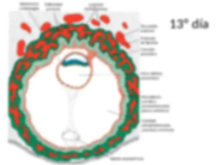 pf26