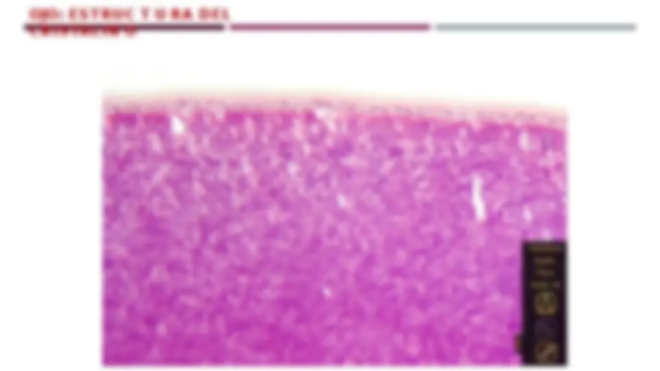 pf1f