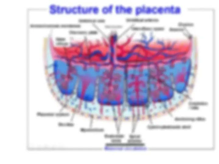 functional anatomy of the placenta | Slides Anatomy | Docsity