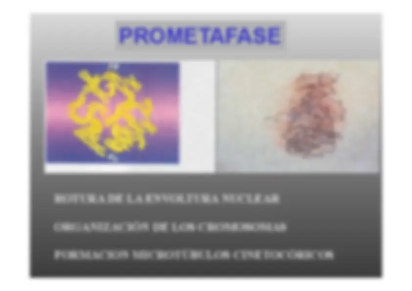 pf1d