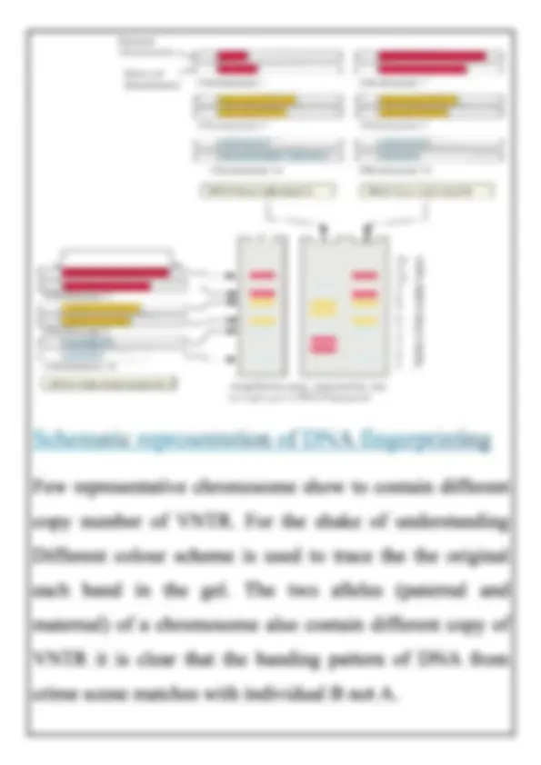 biology class 12 project on topic DNA FINGERPRINTING | Slides Biology ...
