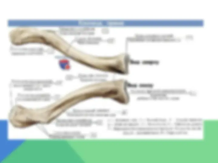 Света эротикасының фотосы
