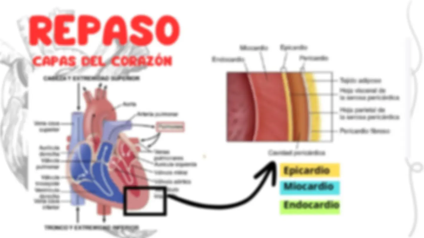 Estructura y Funcionamiento del Musculo Cardiaco | Diapositivas de ...