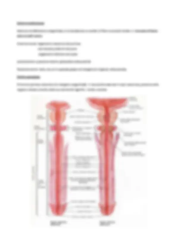 Reparti Renea Anatomia del Rene: Struttura e Funzionamento - Prof. Onori | Dispense ...