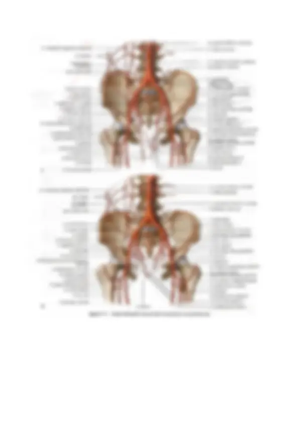 Reparti Renea Anatomia del Rene: Struttura e Funzionamento - Prof. Onori | Dispense ...