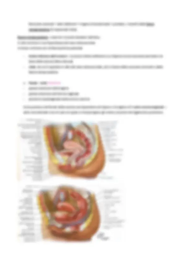 Reparti Renea Anatomia del Rene: Struttura e Funzionamento - Prof. Onori | Dispense ...