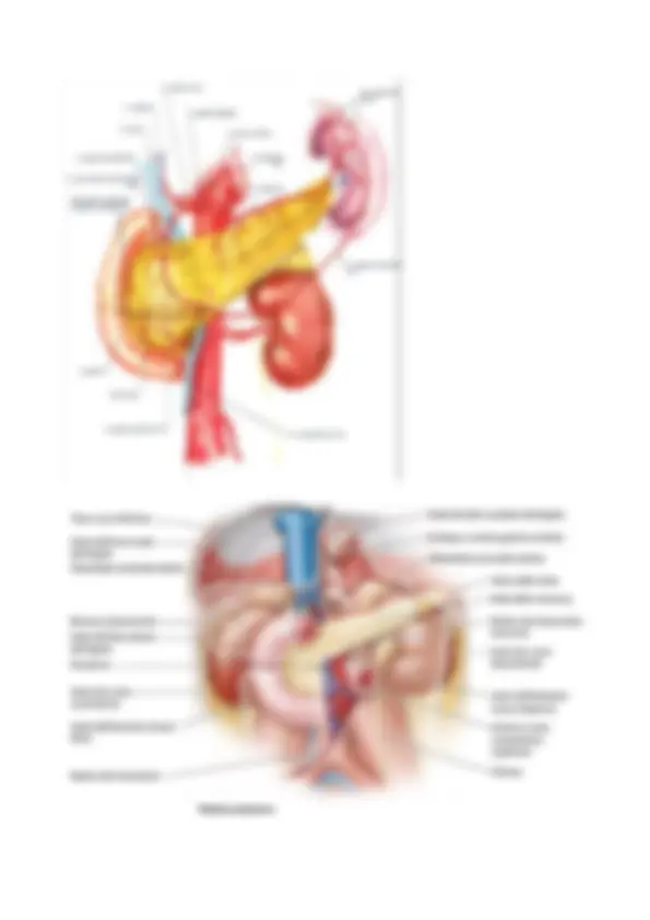Anatomia del Pancreas e Collo Istmo: Strutture e Vasi - Prof. Onori ...