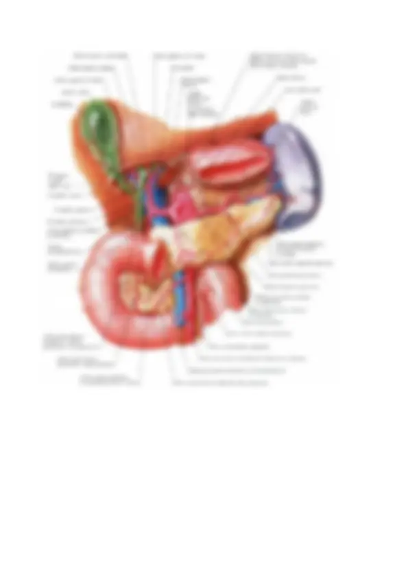 Anatomia del Pancreas e Collo Istmo: Strutture e Vasi - Prof. Onori ...
