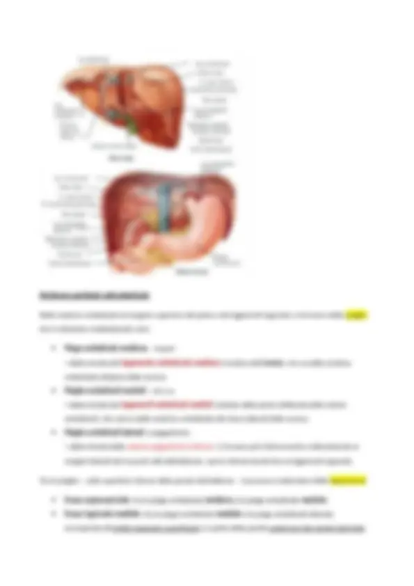 Anatomia del Pancreas e Collo Istmo: Strutture e Vasi - Prof. Onori ...