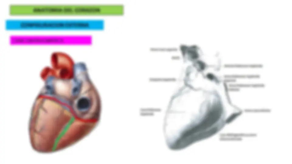Anatomía del Corazón: Configuración Externa y Interna | Diapositivas de ...