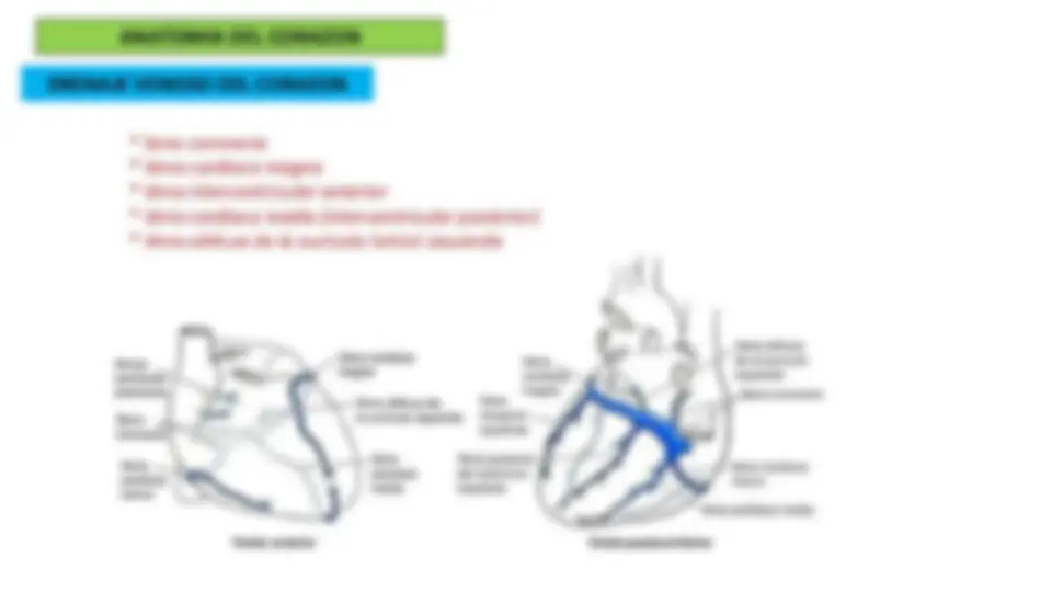 Anatomía del Corazón: Configuración Externa y Interna | Diapositivas de ...
